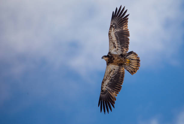 golden eagle inmaduro - aguila real fotografías e imágenes de stock