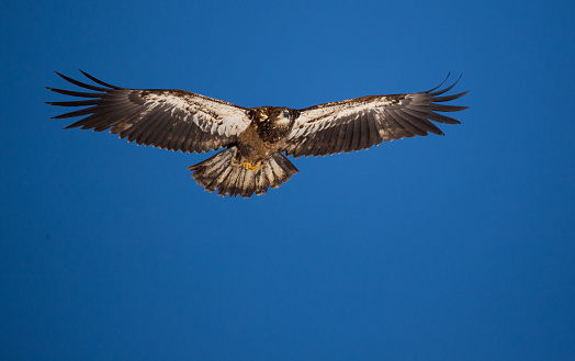 Golden Eagle close-up, flying low over sage grouse carcass in central Montana in northwestern USA.