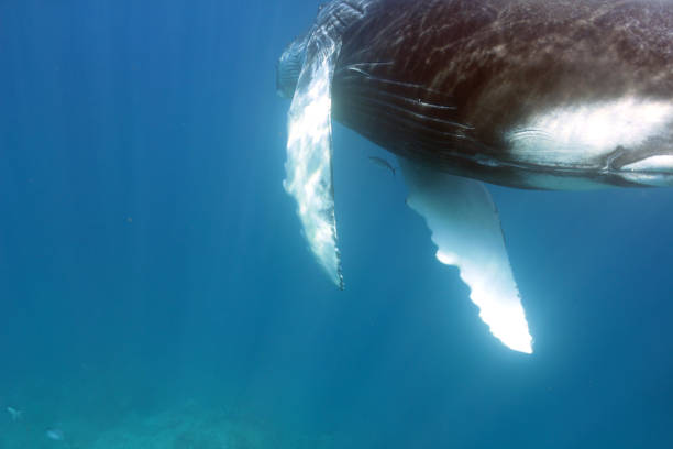 istock Humpback Whale Calf with sunlight in the Dominican Republic 920058800