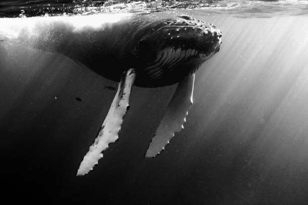 istock Humpback Whale Calf with sunlight in the Dominican Republic 920058828