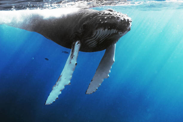 Humpback Whale Calf with sunlight in the Dominican Republic Baby whale with its mother taking breaths from the surface scuba diving family stock pictures, royalty-free photos & images
