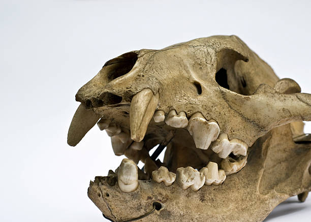 istock Skull of Hyena 92005944