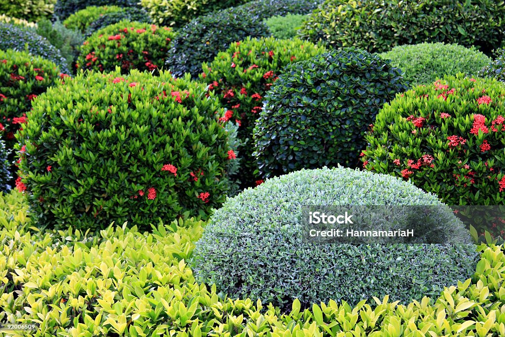 Garden  Hedge Stock Photo