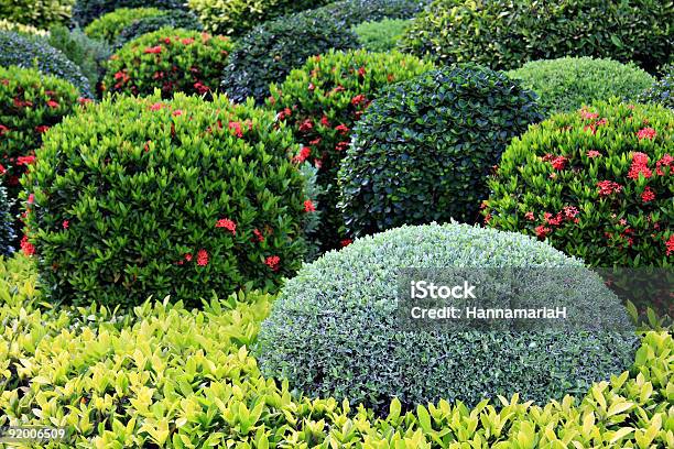 Garden Stock Photo - Download Image Now - Hedge, Azalea, Beauty In Nature