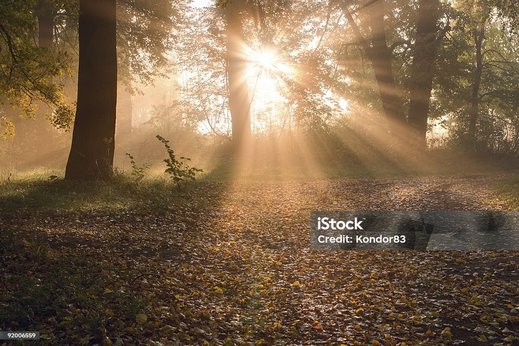 Nascer do sol em nevoeiro floresta - Foto de stock de Amarelo royalty-free