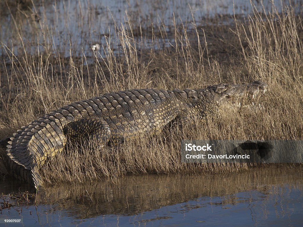 Crocodilo - Foto de stock de Animais de Safári royalty-free