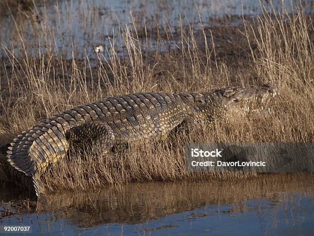 Foto de Crocodilo e mais fotos de stock de Animais de Safári - Animais de Safári, Animal, Animal selvagem