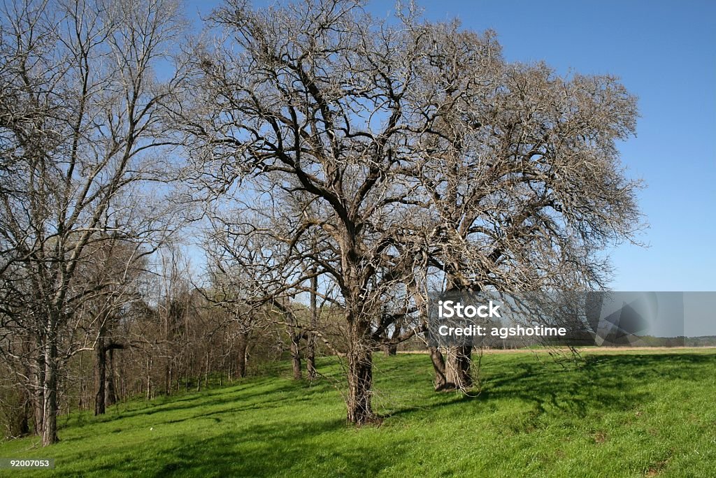 Alberi di quercia in primavera non rivestito - Foto stock royalty-free di Albero