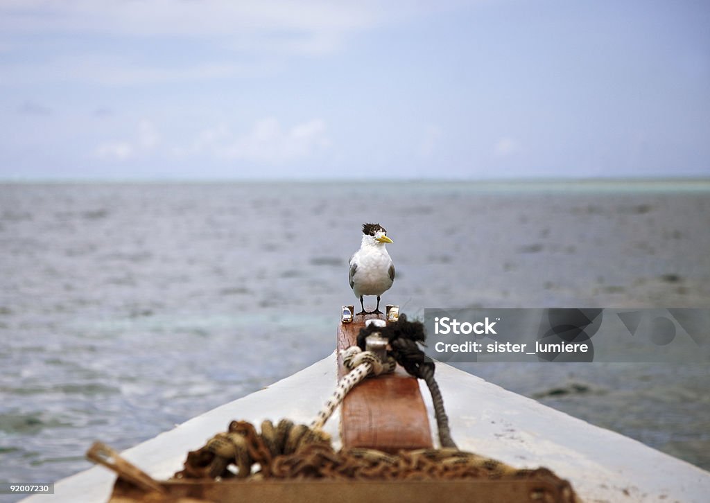 Ahoy!  Adventure Stock Photo