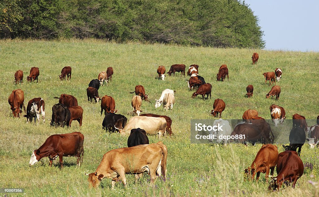 Корова Стадо - Стоковые фото Без людей роялти-фри