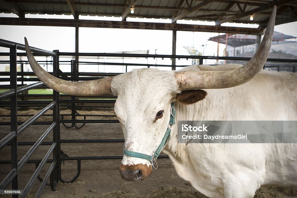 Long Horn Steer  Agricultural Fair Stock Photo