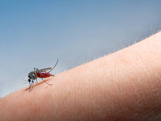 mosquito sucking blood stock photo
