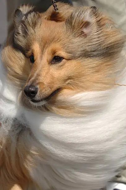 Photo of Shetland Sheepdog