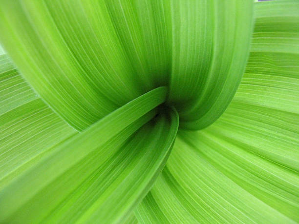 istock Top view of inside of a green plant 92007658