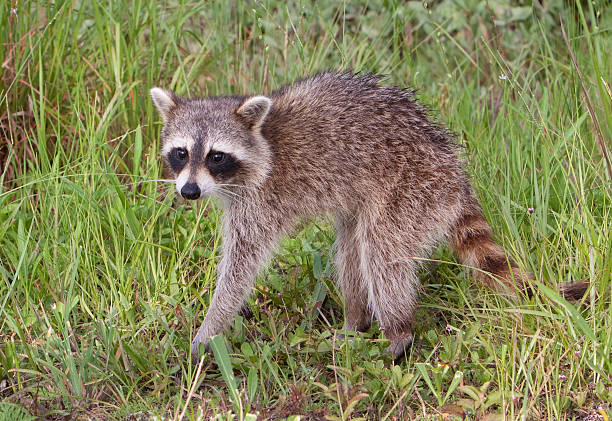 Free Stock Photo of Baby Raccoon Standing in Grass | Download Free ...