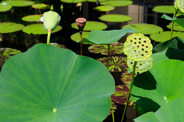 Lotus Leaves and Buds stock photo