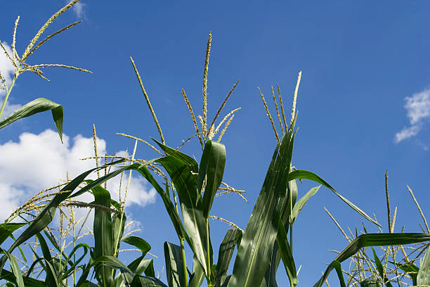 Corn tassels against blue sky with clouds stock photo