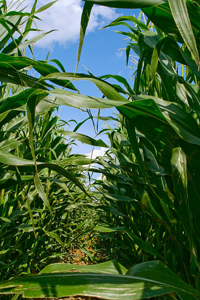 Rows of corn stock photo