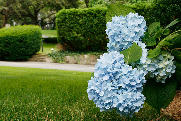 Blue Hydrangea in a garden setting stock photo