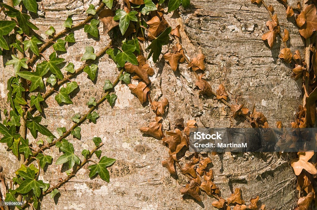 Ivy uma árvore - Royalty-free Antigo Foto de stock
