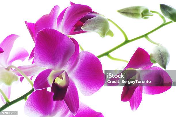 Rama De Violeta Orchids Aislado Sobre Fondo Blanco Foto de stock y más banco de imágenes de Bambú - Familia de la Hierba - Bambú - Familia de la Hierba, Belleza de la naturaleza, Blanco - Color