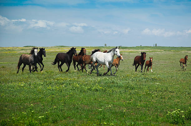 istock Horses Running / blue sky and green grass 92008760
