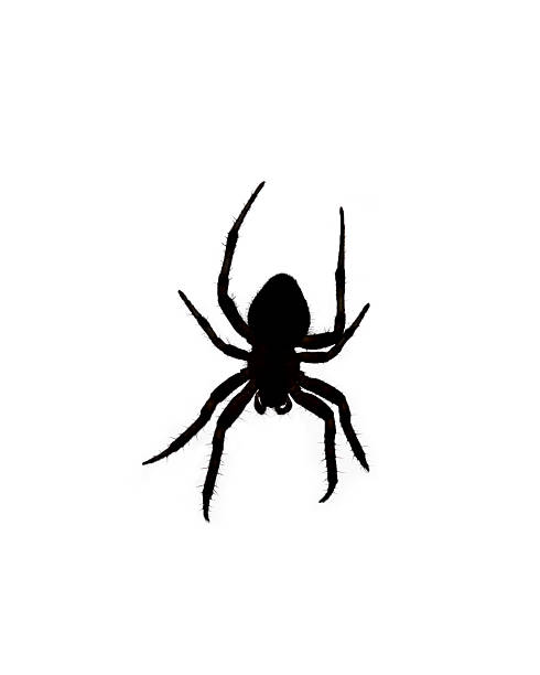 Silhouette of an Orb Weaver Spider Over White stock photo