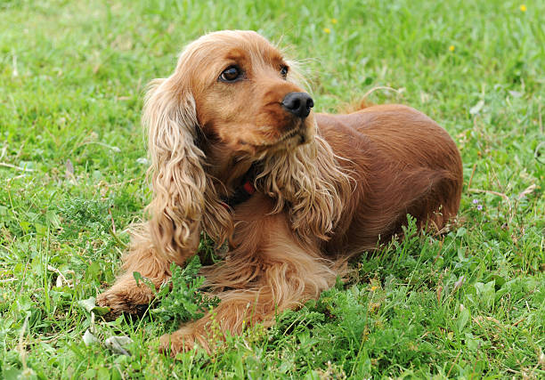 cocker - cocker spaniel fotografías e imágenes de stock