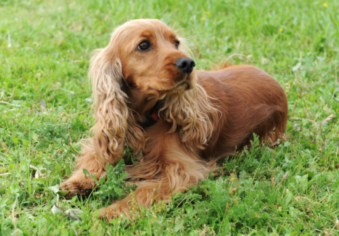 A large, multi-coloured, mixed breed dog lays down in a studio set with a white background, as he poses for a portrait.