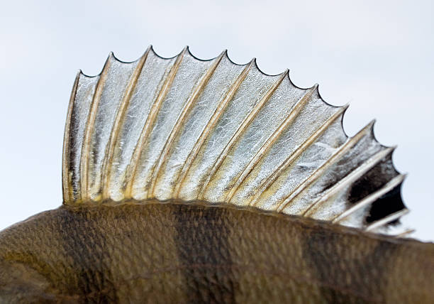The fish scale close up.