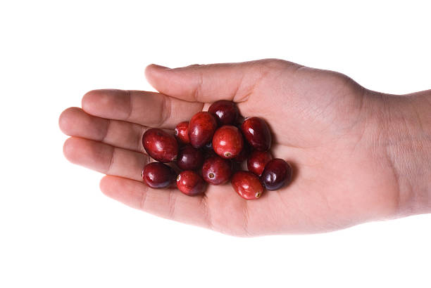 Cranberries in a hand stock photo