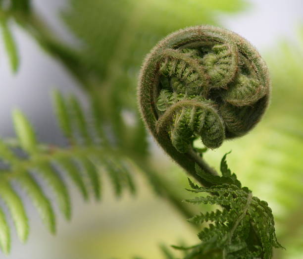 novos começos - fern spiral frond green imagens e fotografias de stock