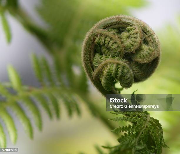 Foto de Novas Começos e mais fotos de stock de Nova Zelândia - Nova Zelândia, Samambaia - Flora, Fronde