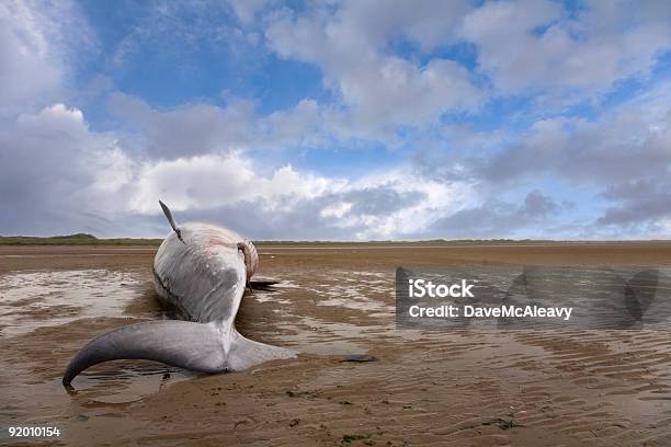 Balenottera Minore - Fotografie stock e altre immagini di Spiaggiato - Spiaggiato, Balena, Regno Unito