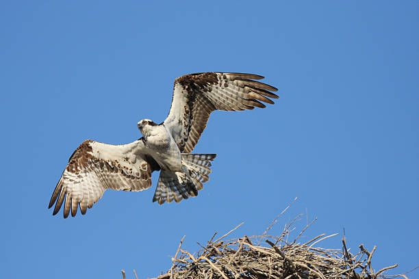 istock Adult Osprey in flight leaving nest, against blue sky 92010452