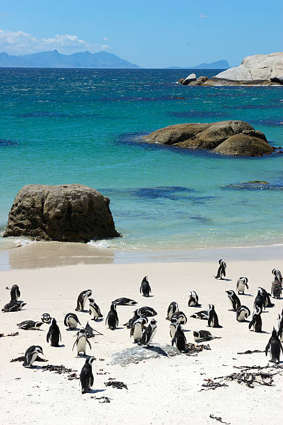 istock The Penguins of Boulders Beach 92010473