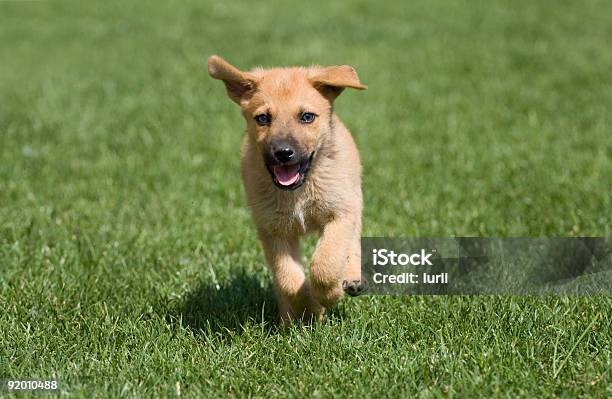 Running Puppy Stock Photo - Download Image Now - Animal, Animal Tongue, Cheerful