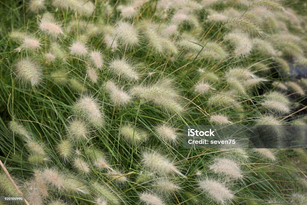 Pennisetum villosum Pennisetum villosum close up Pennisetum Stock Photo