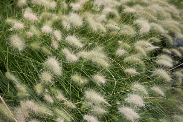 Pennisetum villosum Pennisetum villosum close up pennisetum stock pictures, royalty-free photos & images