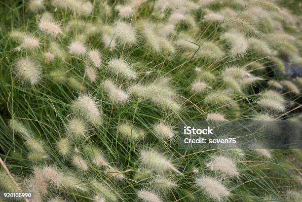 Pennisetum Villosum Stock Photo - Download Image Now - Pennisetum, Backgrounds, Blossom