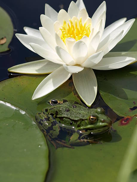 nenúfar e rã - frog water lily pond sunlight imagens e fotografias de stock