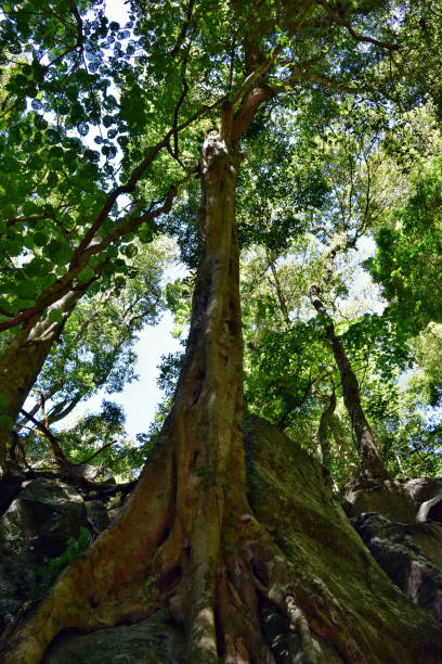 istock Huge rainforest tree in Bunya National Park 920106636
