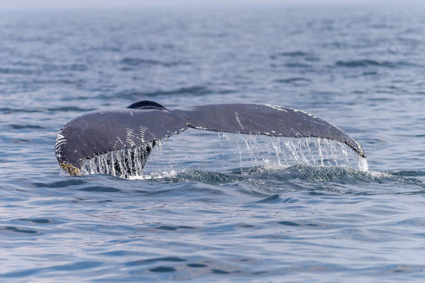 istock Whale at Stellwagen Bank 920108868