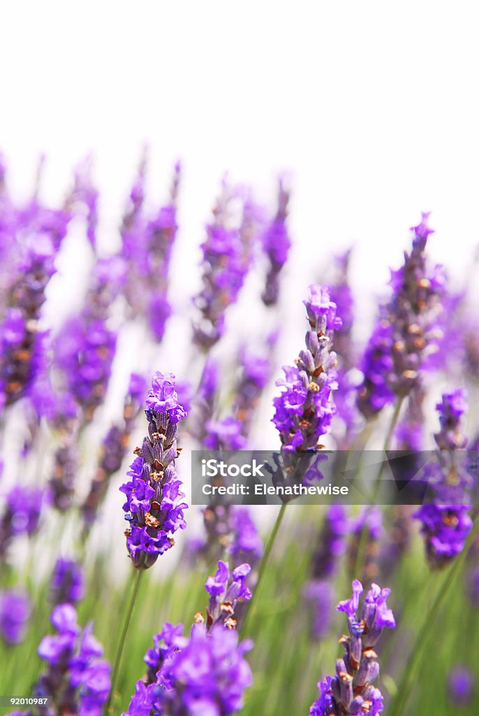 Lavender background  Affectionate Stock Photo