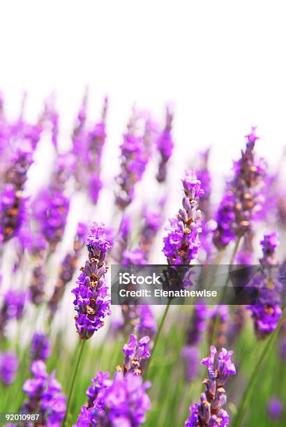 Lavender Background Stock Photo - Download Image Now - Affectionate, Aromatherapy, Beauty