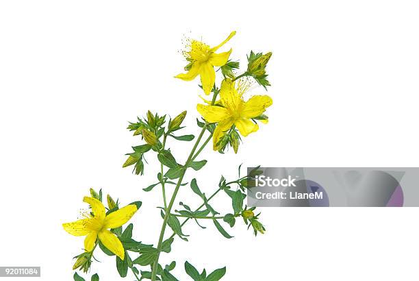 St Johns Wort Plant With Yellow Flowers On White Stock Photo - Download Image Now - Blossom, Close-up, Color Image