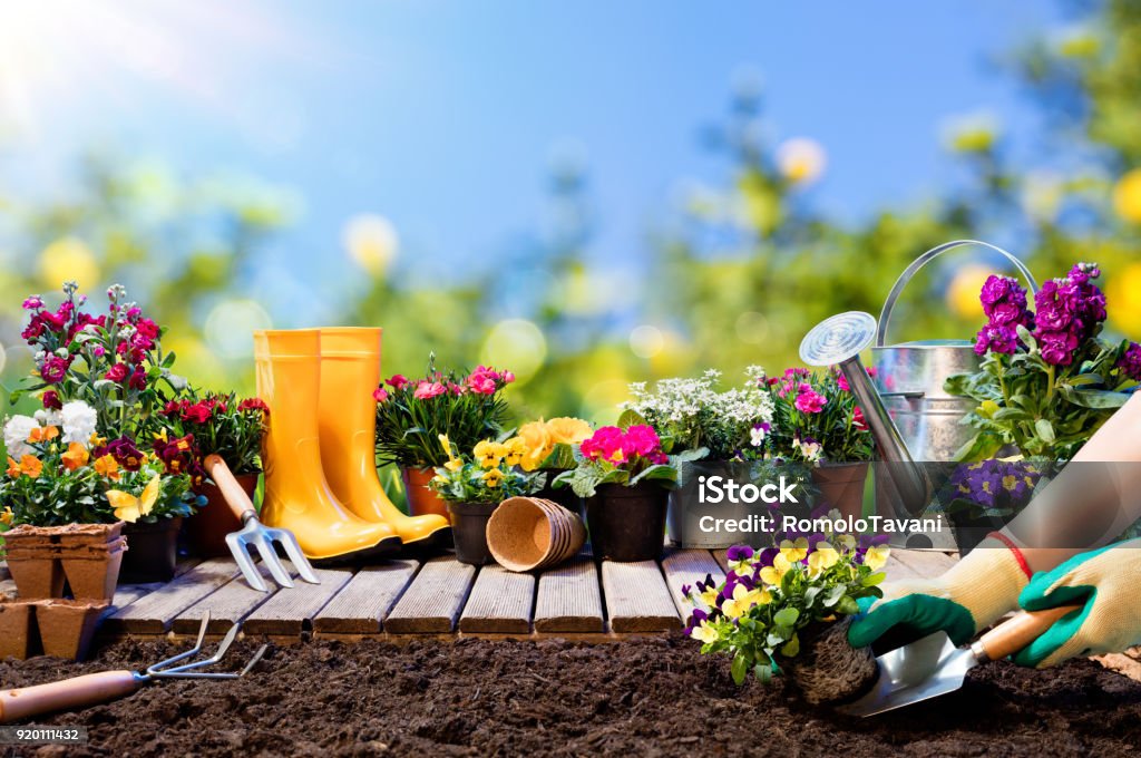 Jardinería - jardinero siembra Pansy con macetas y herramientas - Foto de stock de Huerto libre de derechos