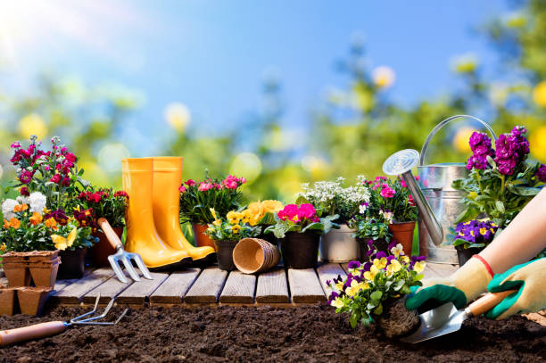giardinaggio - giardiniere piantare pansy con con vasi da fiori e strumenti - giardino foto e immagini stock