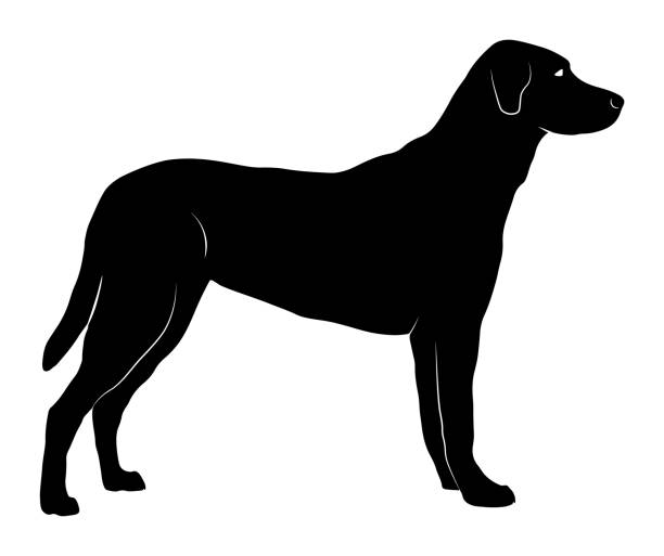 illustrations, cliparts, dessins animés et icônes de vector silhouette d’un chien debout avec des détails de corps - tame