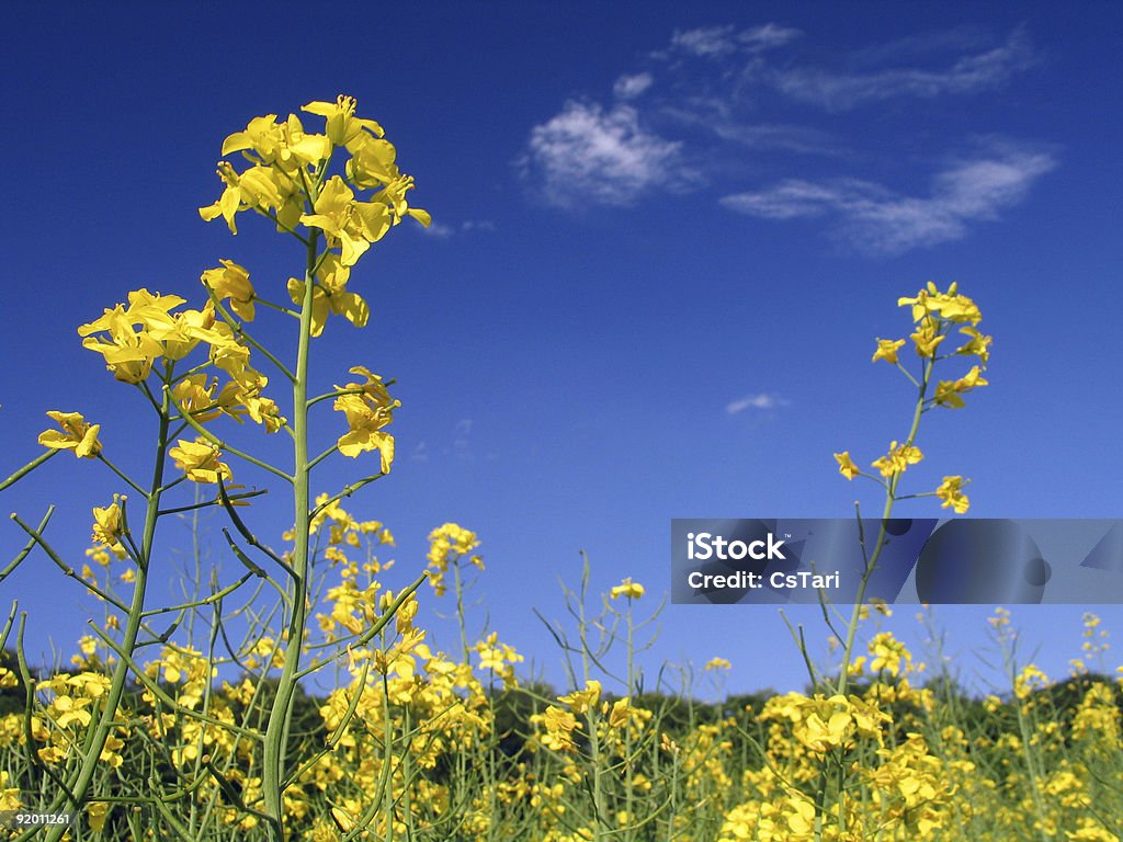 Żółte kwiaty w dolnym widoku - Zbiór zdjęć royalty-free (Gorczyca)